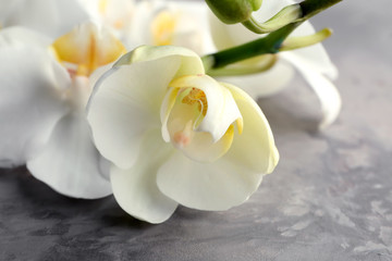 Obraz na płótnie Canvas Beautiful orchid flowers on grey background, closeup