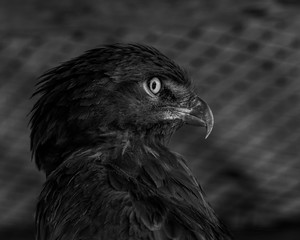 A closeup portrait of a Brown Snake Eagle.