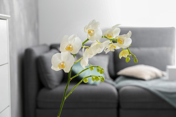 Beautiful orchid flower in room