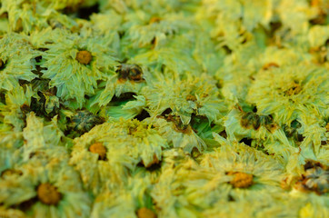 Dried chrysanthemum flowers
