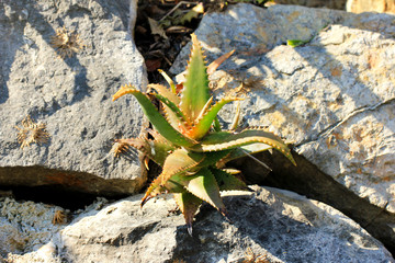 Aloe Hybrid (Cactus, Succulent, Plante Grasse)
