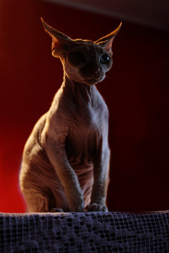 Fototapeta Devon Rex