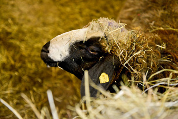 sheep in barn