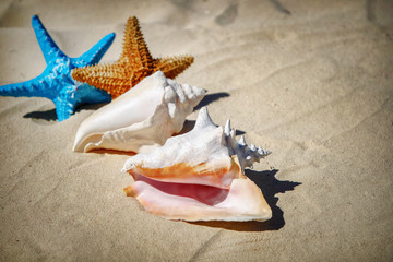Two starfish and sea shell on the sand