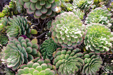 Garden of succulents cactus in the California sunshine