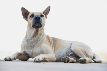 Obraz premium Portrait​ of​ ​ white​ dog​ lying​ on​ the​ ground​ ,Dog with white background,Portrait white​ Thai Dog Lying on the Floor,dog resting and looking at the camera.