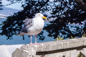 Western Gull (Seagull) in San Francisco