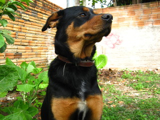 portrait of a dog