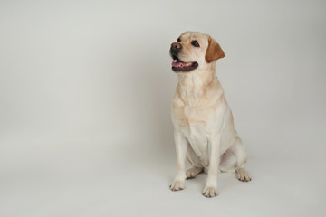 Cute Labrador Retriever on light background