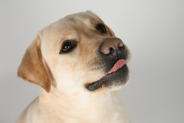Cute Labrador Retriever on light background