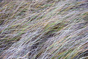 closeup of frosty grass