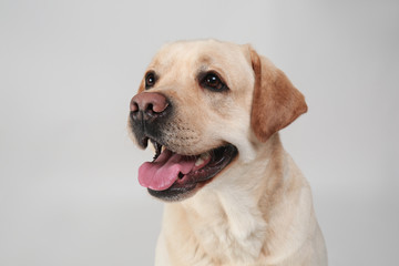 Cute Labrador Retriever on light background