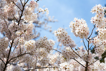 Cherry blossoms or Sakura at Kawaguchiko lake, Japan