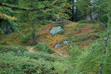 undergrowth, group of wild blueberry plants, forest, colorful leaves of red, yellow, orange, green, due to the cold, autumn, foliage, golden, mountain, Zermatt, Swiss