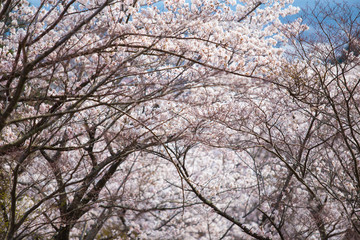 Cherry blossoms or Sakura at Kawaguchiko lake, Japan