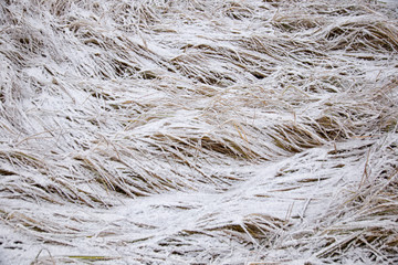 closeup of frosty grass