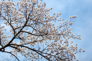 Cherry blossoms or Sakura at Kawaguchiko lake, Japan