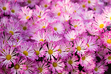 Obraz premium Beautiful purple Mums or Chrysanthemums.
