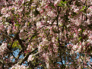 Malus floribunda - Floraison printanière du pommier du Japon aux fleurs rose pâle et aux boutons floraux carmin