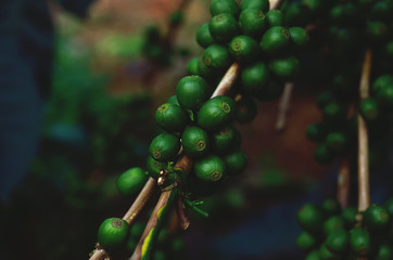 Green coffee beans on tree