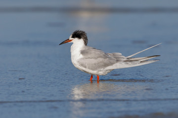 Common Tern in winter - Jekyll Island, Georgia