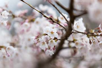 Cherry blossoms or Sakura at Kawaguchiko lake, Japan