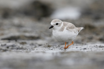 Piping Plover foraging on a barrier island beach - Jekyll Island, Georgia