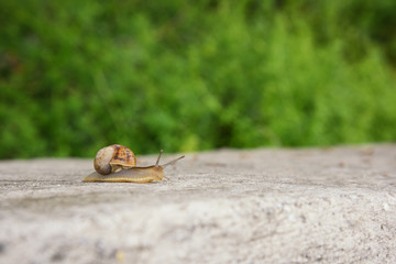 Grape snail crawling on the concrete