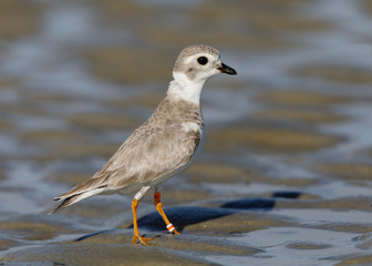 Endangered Great Lakes Piping Plover in winter - Jekyll Island, Georgia