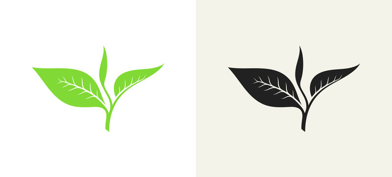 Green tea and black tea. Vector illustration