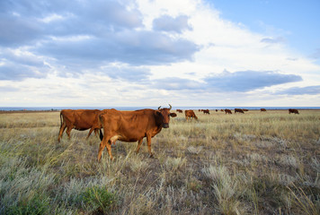 Cows graze in the steppe at sunset light