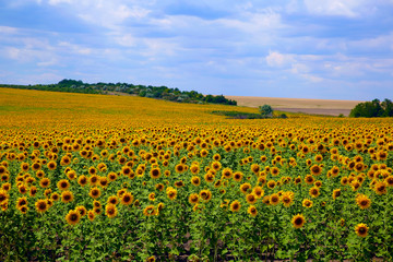 Sunflowers field on background of the blue sky