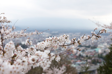 Cherry blossoms or Sakura at Kawaguchiko lake, Japan