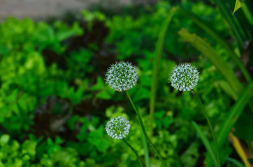 Blooming little white meadow flower