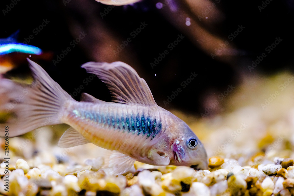 Wall mural Catfish from genus corydoras in a aquarium close up