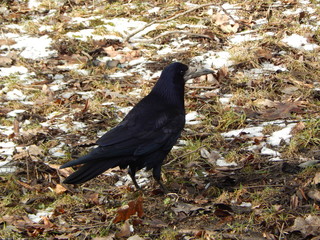 rook