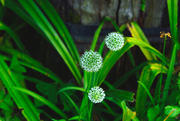 Blooming little white meadow flower