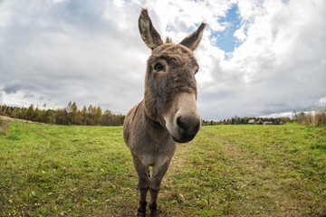 Funny Donkey on the field