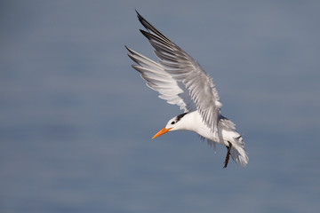 Fototapeta na wymiar Royal Tern preparing to land - Jekyll Island, Georgia