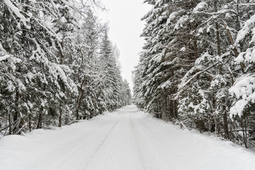 Winter country road with fir forest on the side