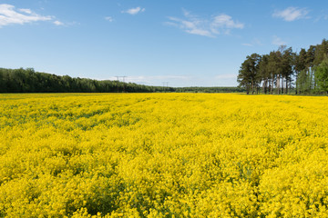 Huge field of bright yellow flowers
