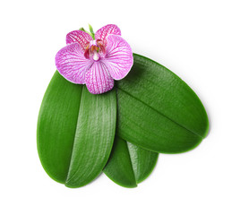 Green orchid leaves and flower on white background