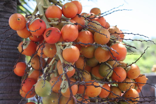 Peach Palm Fruit