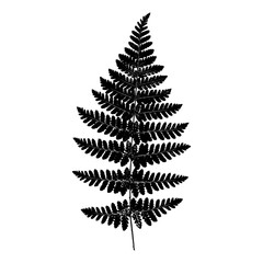 Vector fern silhouette. Black isolated print of fern leaf on the white background.