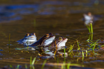 Moore frog in mating season in a lake at spring