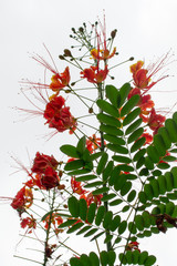 Detail of a incredibly beautiful orange flower, the scientific name of the tree is: Caesalpinia pulcherrima