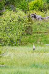 Obraz na płótnie Canvas Grey heron in stand in a swamp