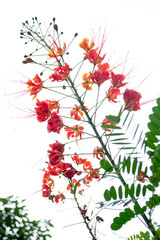 Detail of a incredibly beautiful orange flower, the scientific name of the tree is: Caesalpinia pulcherrima