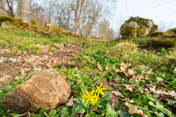 Yellow star-of-Bethlehem on spring meadow
