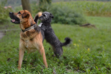 dogs friendship